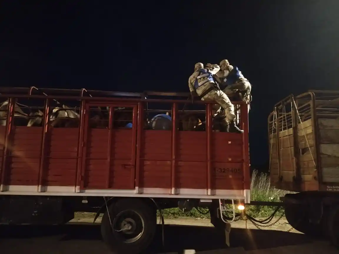 Secuestraron 11 caballos que estaban siendo transportados de manera ilegal