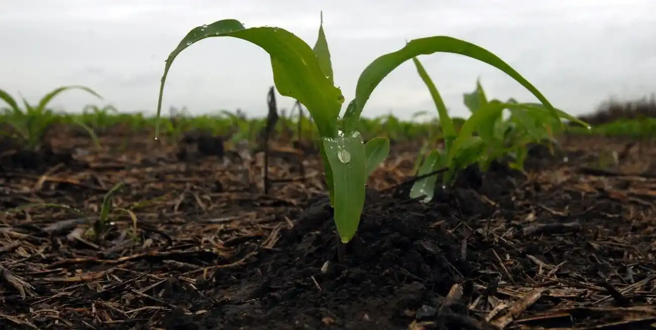 “Algunos ya preguntaron si hay chicharrita para sembrar”, en función de las nulas detecciones y el acompañamiento de las lluvias.