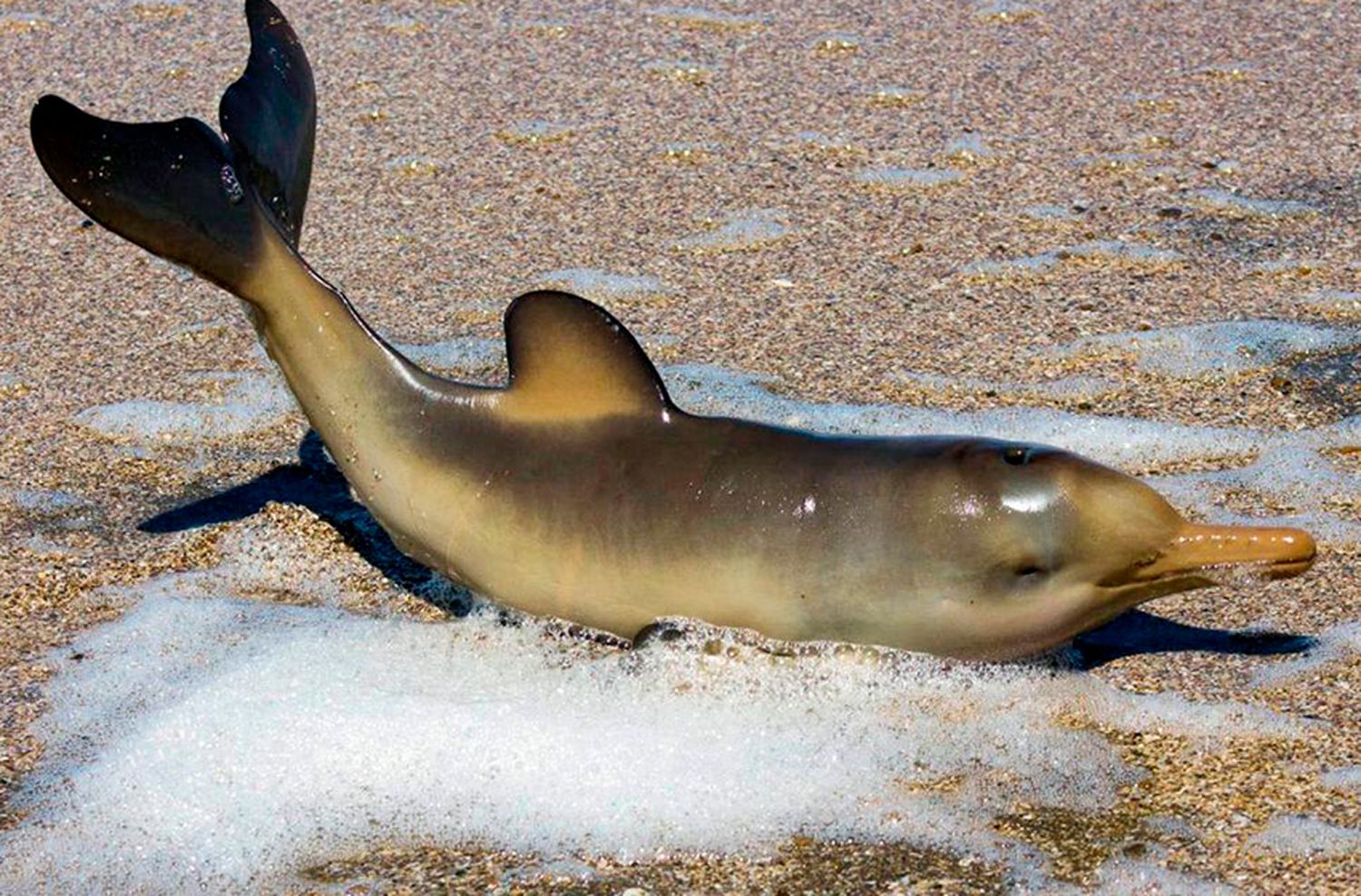 “Capturas incidentales y causas naturales” explican el varamiento de delfines franciscana en la costa