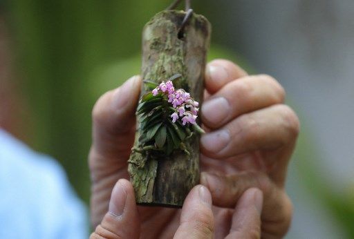Colombiano crea SANTUARIO Y LABORATORIO PARA CLONAR ORQUÍDEAS en peligro de extinción