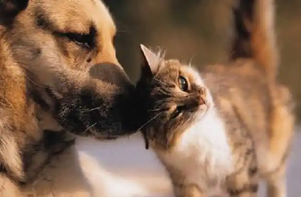 En el Día del Animal se harán castraciones de mascotas gratuitas 