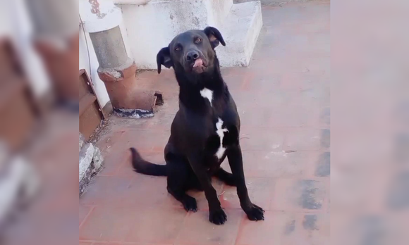 Buscan a Manto en la zona de la plaza Belgrano