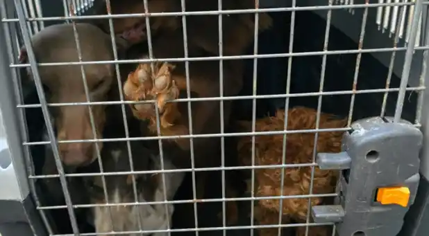 Imágenes de los perros rescatados.