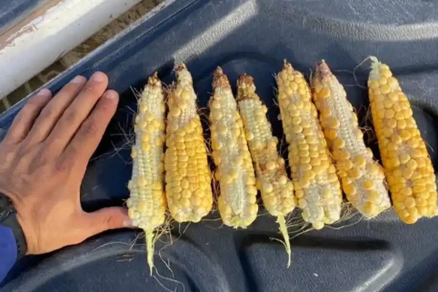 Advirtieron que en la provincia de Santa Fe ya se perdió el 50% en cultivos de maíz y soja