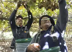 Una ruta entre kiwis, olivos y cielos abiertos donde brotan los sabores