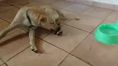 Esperaba a su dueño en el hospital y el hombre murió: una familia lo adoptó