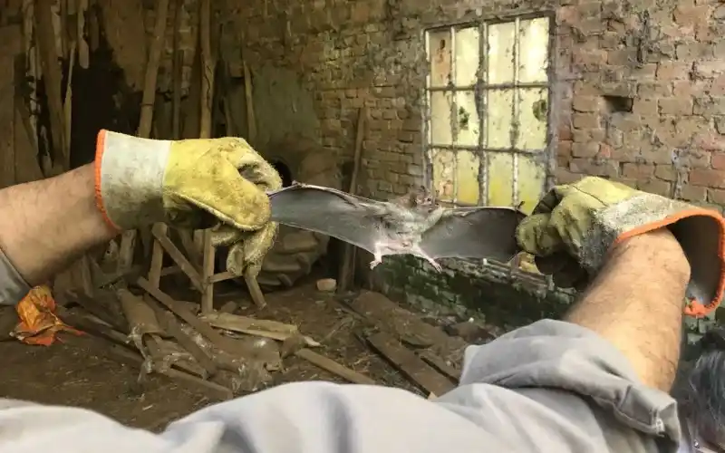 Formosa: Medidas sanitarias para la contención de un caso de Rabia paresiante