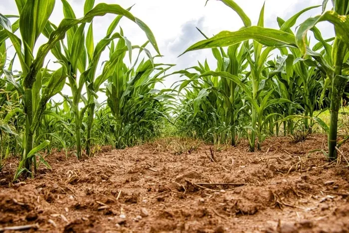 Soja, maíz y girasol: impacto positivo de las lluvias con focos de incertidumbre