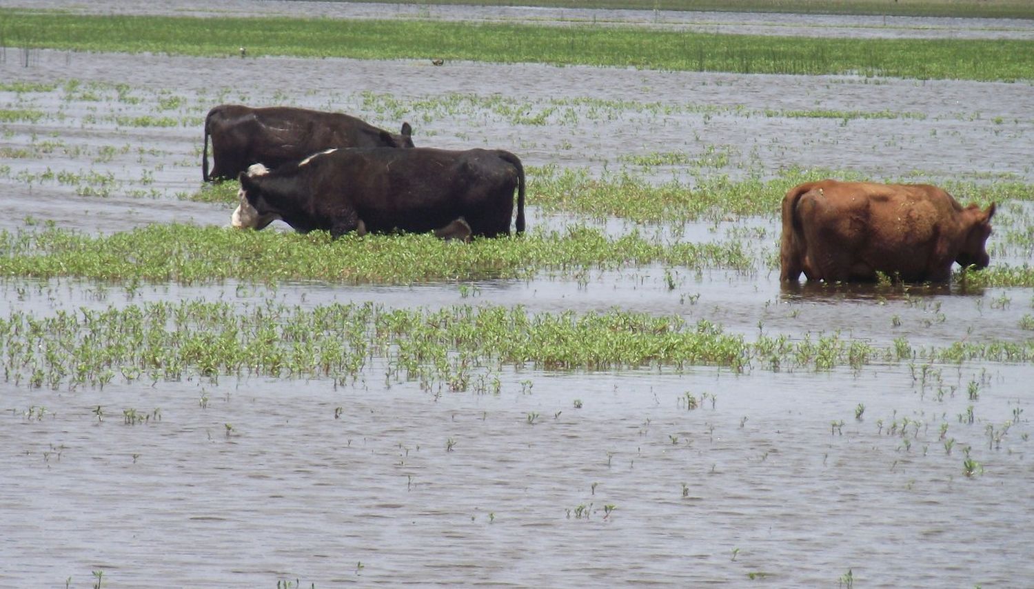 Desesperante situación del sector agropecuario