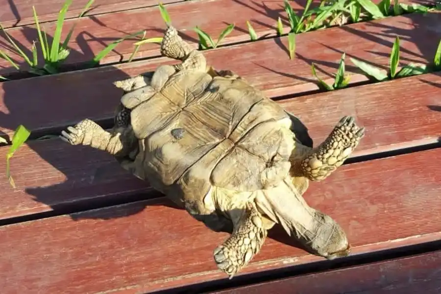 Alejandro llegó a capturar el momento en el que sacó a la tortuga del agua (Foto: TikTok @3d.impresiones).