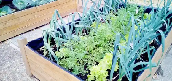 La agricultura ecológica a pequeña escala, única forma de erradicar el hambre en el mundo según la ONU