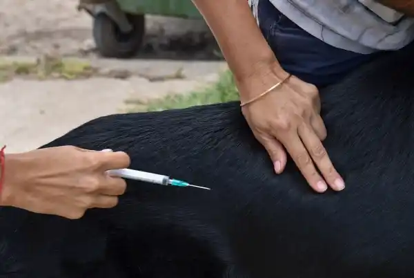 Se realizó este viernes un operativo de bloqueo sanitario tras el hallazgo de un murciélago con rabia en Chascomús