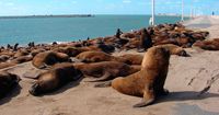 El Puerto Quequén se encargará de la dieta de los lobos marinos