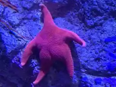 La estrella de mar “culona” que conquistó las redes y la ciencia