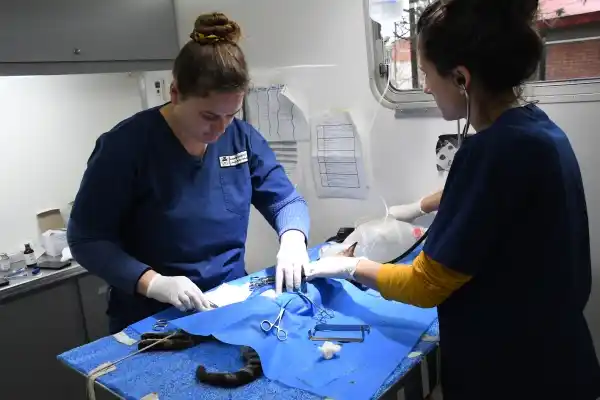 Continúa el programa municipal de castración gratuita en el barrio Acceso Norte
