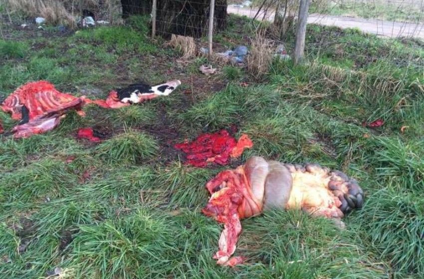 Denuncian faena clandestina en un tambo de Balcarce