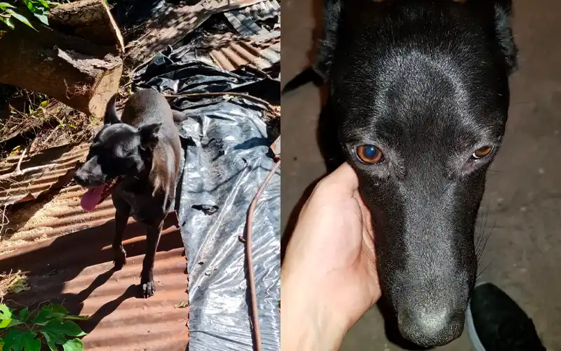 Buscan a Lobito