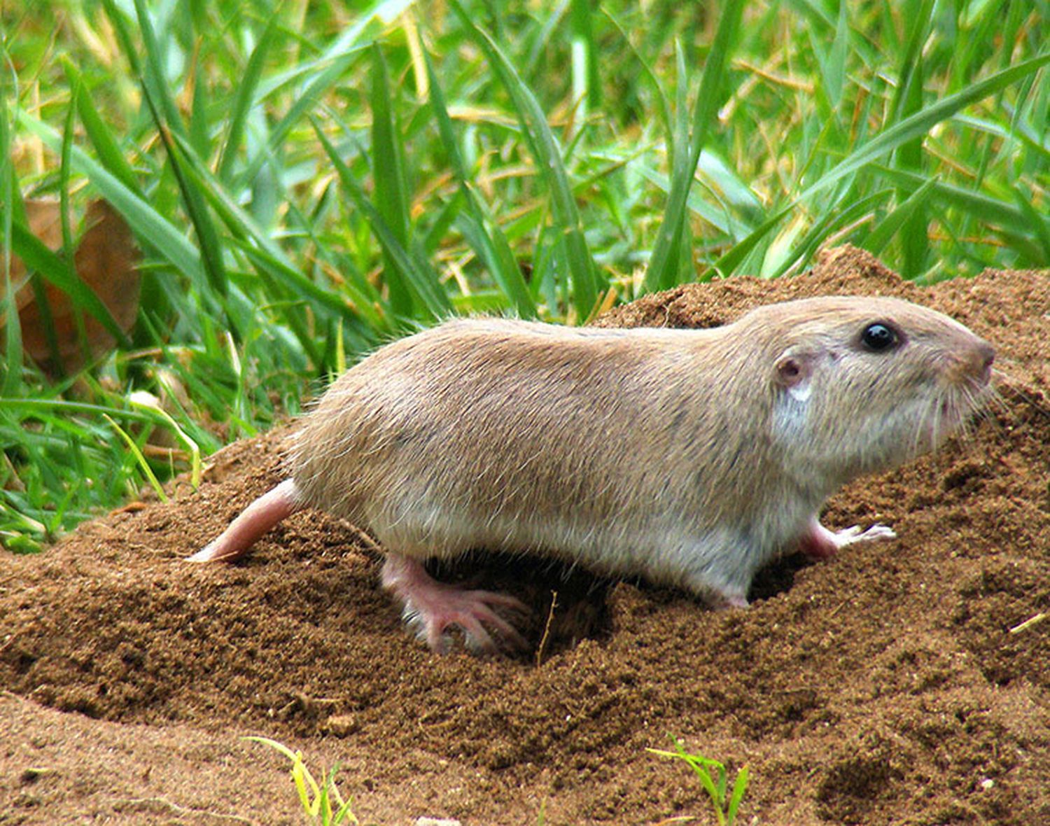 Fauna en los médanos, especies que se instalan en cada primavera