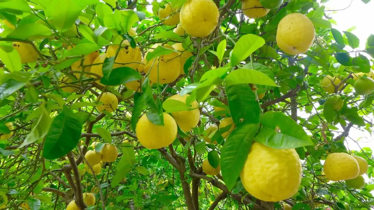 limonero - 1