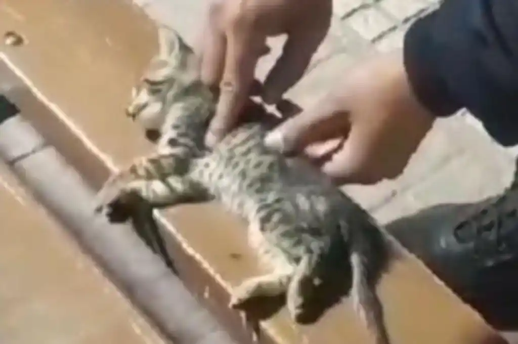 La mascota se había caído de un edificio.