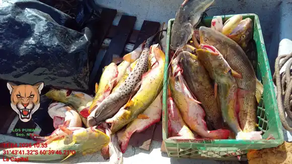 Infracción a la Ley de Pesca: secuestraron más de 500 piezas en operativos de “Los Pumas”
