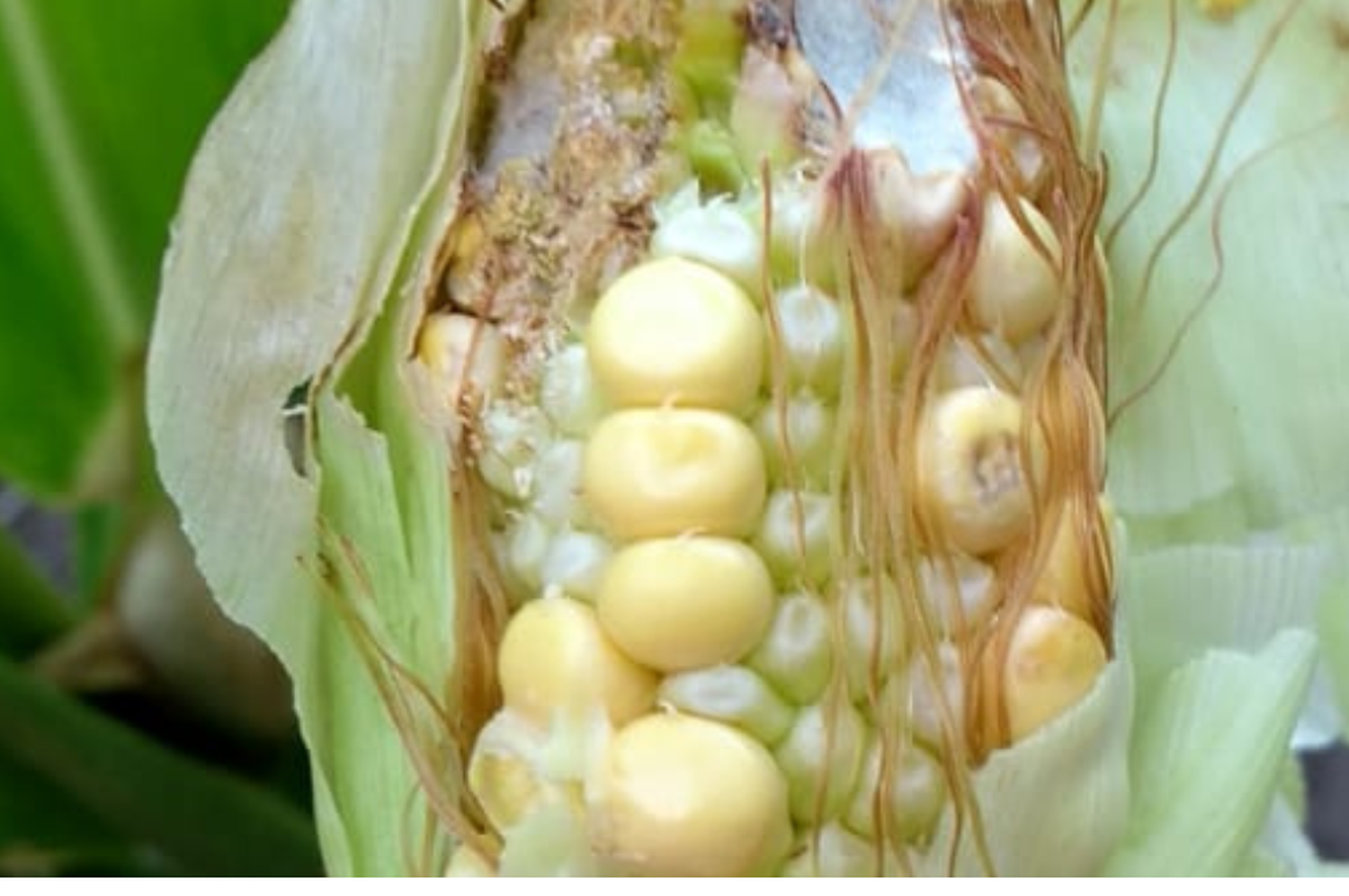 Histórico: la gruesa transita uno de los peores veranos agrícolas