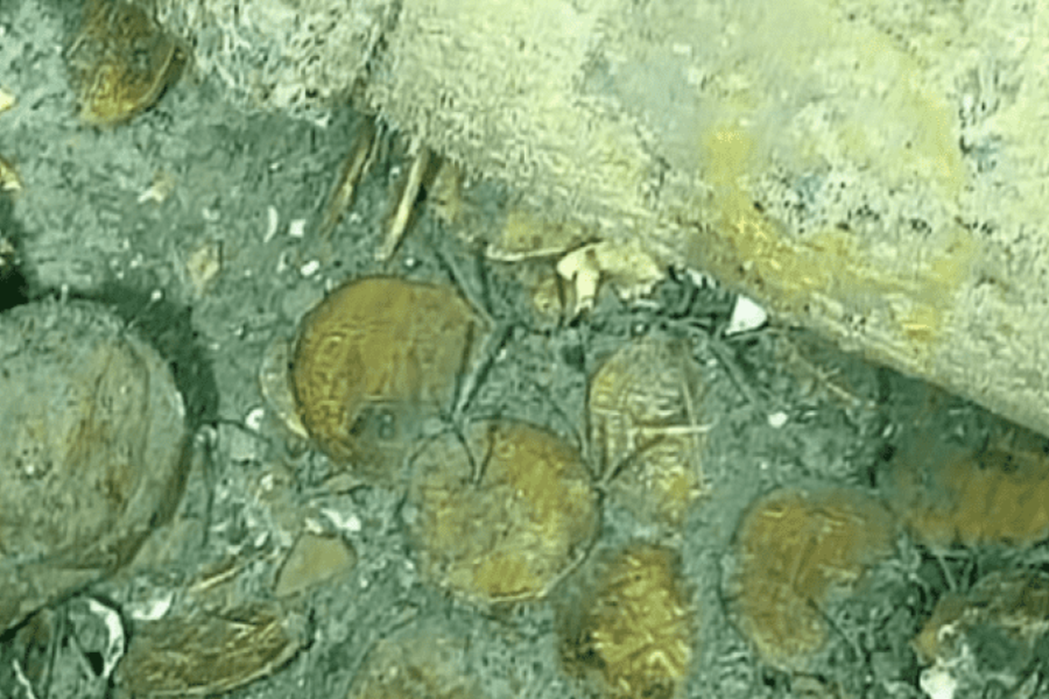 Buscan rescatar un tesoro de 20 millones de dólares hundido en el mar: cómo sigue 