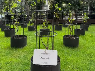 Entre pingüinos y viñedos: Buenos Aires la capital urbana del vino