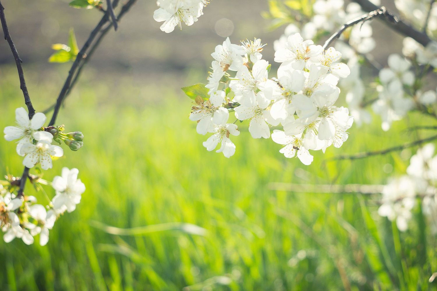 Es primavera y en algo ayuda