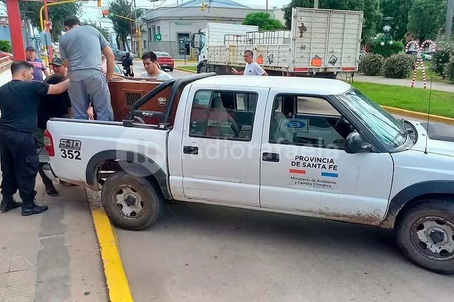 Rescataron a un puma que estaba suelto corriendo por las calles de Franck