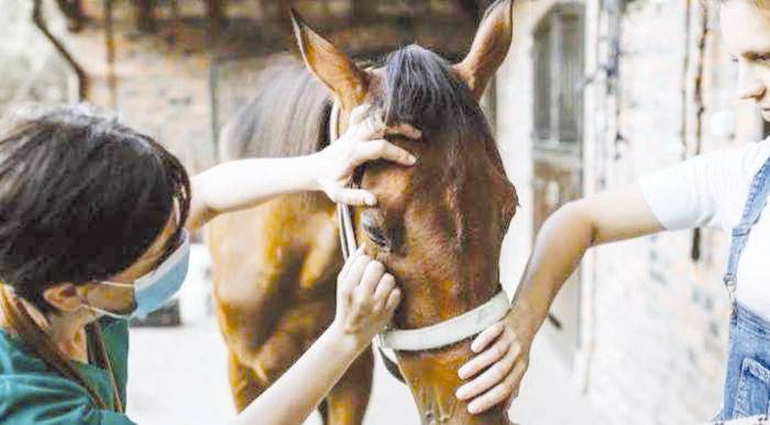 Encefalomielitis Equina: Senasa declaró 
la emergencia sanitaria en todo el país