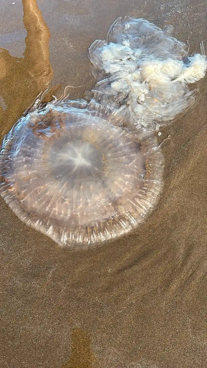 Imponente agua viva apareció en Dunamar