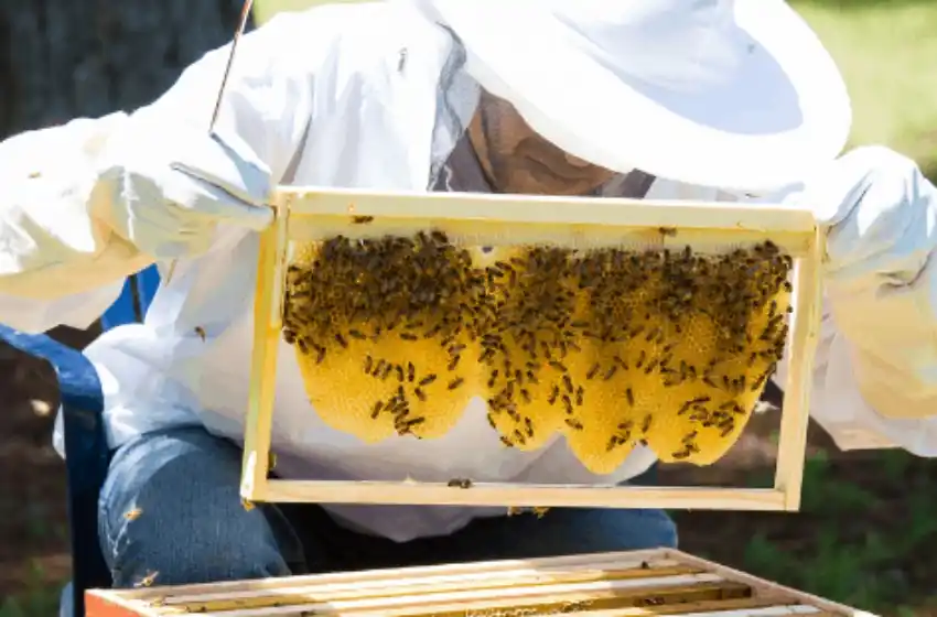 Levadura y Bagazo: subproductos de la cerveza artesanal reutilizables