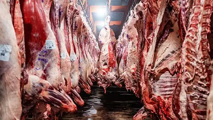 Exportaciones de carne vacuna: récord histórico de divisas en 2025