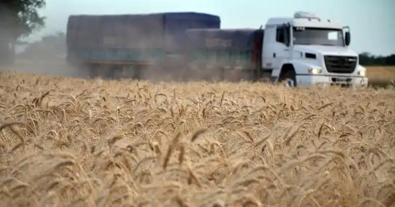 La revancha del trigo en el centro norte santafesino