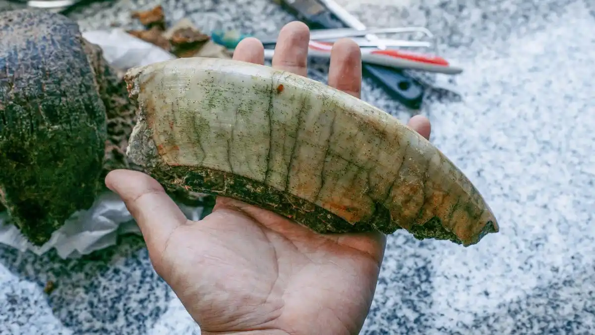 Salió a caminar por la playa y encontró los restos fosilizados de un animal prehistórico