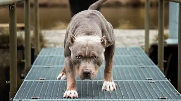 Pitbull atacó a tres niños y uno de los chicos está grave