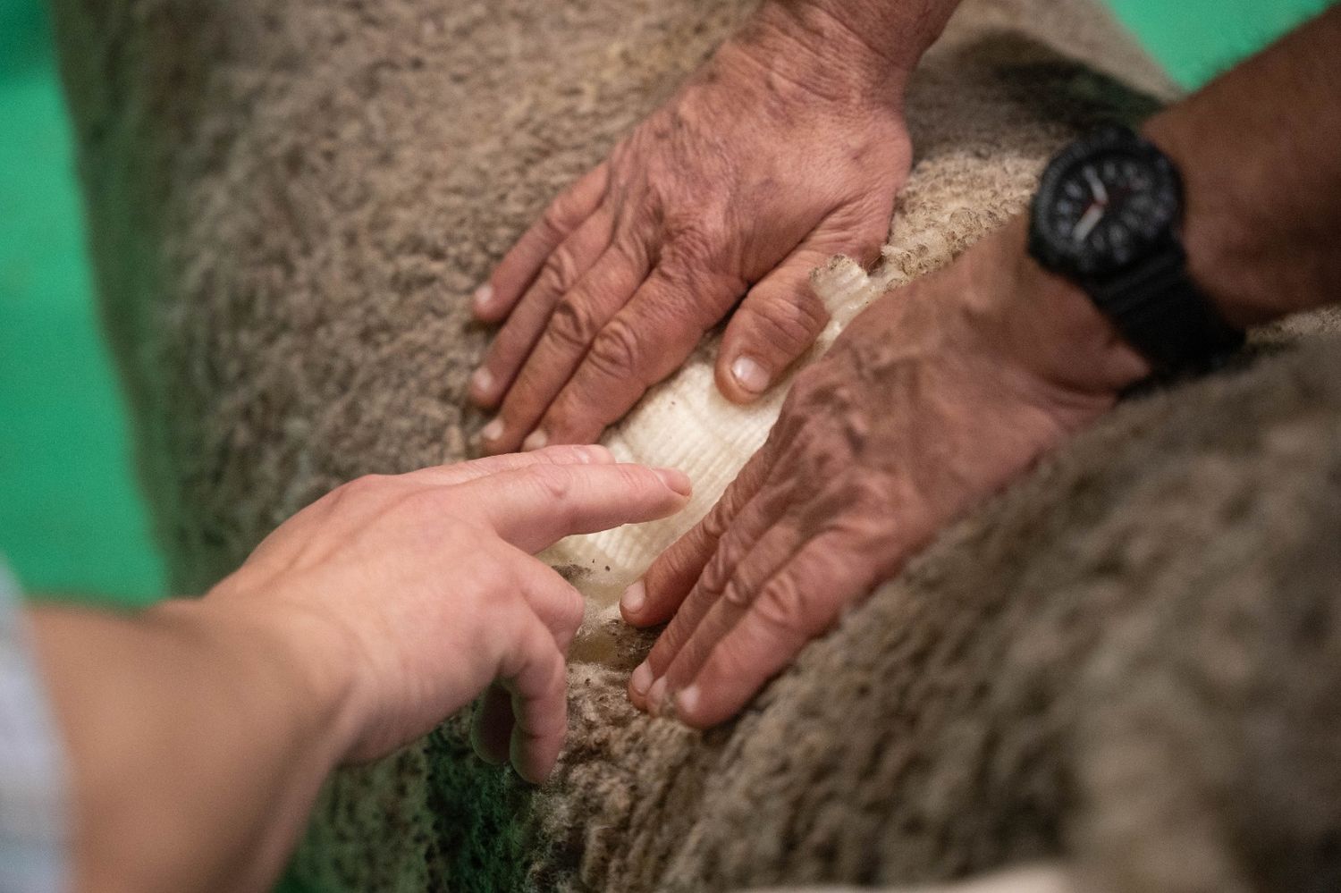 ProLana: Esquila y acondicionamiento de lanas en la Expo Rural