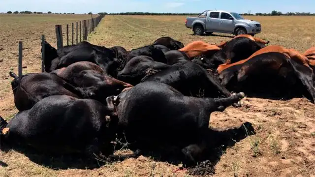 Tragedia Ganadera: Un rayo mató a 22 vacas en un campo en La Pampa