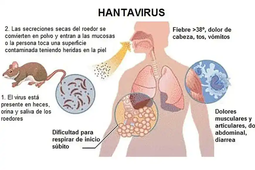 hatavirus