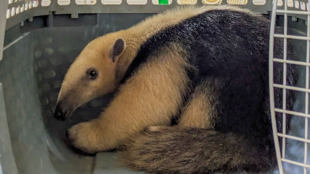 Rescataron un oso melero en Laguna Paiva y lo trasladaron al centro La Esmeralda