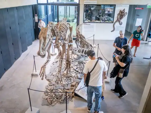 Actividades de abril en el Museo Scaglia: muestras, charlas y una guía sobre mamíferos marinos