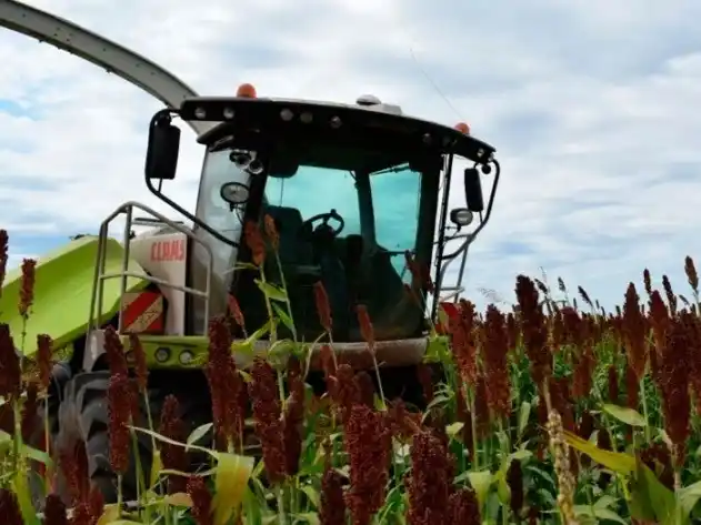 Avanza la cosecha de sorgo.