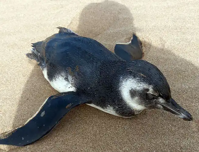 Aparecieron pingüinos en mal estado en nuestra costa