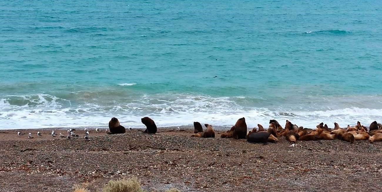 Científicos del Conicet desalinizaron agua de mar y la volvieron apta para consumo humanoCientíficos del Conicet desalinizaron agua de mar y la volvieron apta para consumo humano
