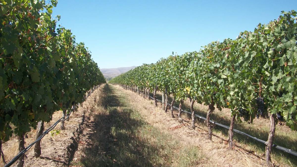 Propuestas para conocer las Rutas del Vino y el Olivo en la Provincia – Pilar de Todos
