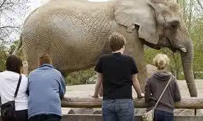  Quiso sacarse una selfie con un elefante: ¡mirá lo que le pasó!