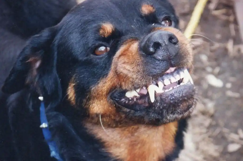 Río Negro: un rottweiler le arrancó un brazo a un peón rural