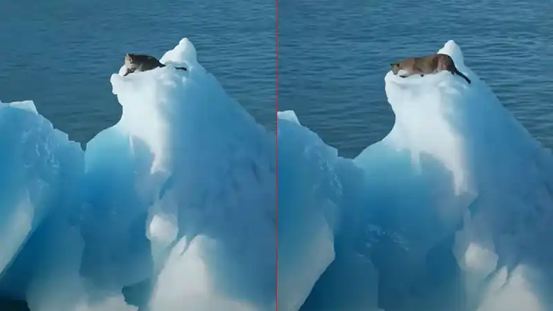 Final feliz: revelan cómo terminó la historia del puma filmado sobre un iceberg