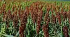 Cayó la producción de sorgo en Entre Ríos